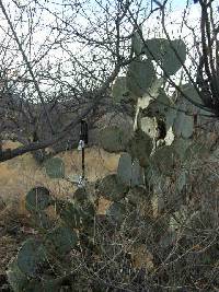 Opuntia engelmannii image