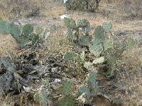 Opuntia engelmannii image