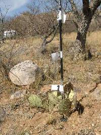 Opuntia engelmannii image