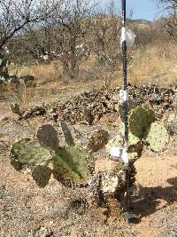 Opuntia engelmannii image