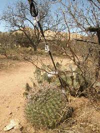 Ferocactus wislizeni image