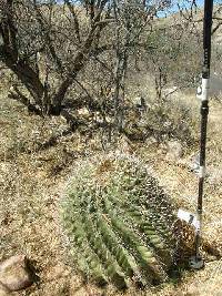 Ferocactus wislizeni image