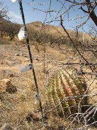 Ferocactus wislizeni image