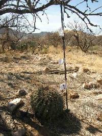 Ferocactus wislizeni image