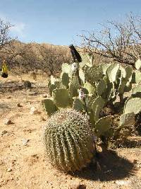 Ferocactus wislizeni image