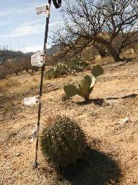 Ferocactus wislizeni image