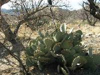 Opuntia engelmannii image