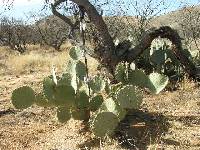 Opuntia engelmannii image