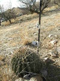 Ferocactus wislizeni image