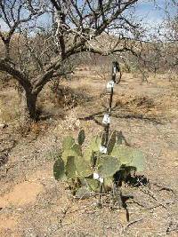 Opuntia engelmannii image