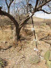 Ferocactus wislizeni image