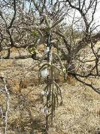 Cylindropuntia spinosior image