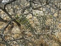 Cylindropuntia spinosior image