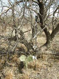 Opuntia engelmannii image