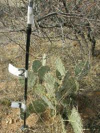 Opuntia engelmannii image