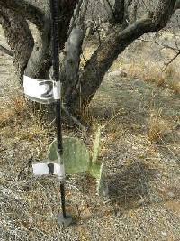 Opuntia engelmannii image