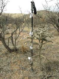 Cylindropuntia spinosior image