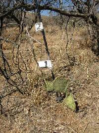 Opuntia engelmannii image