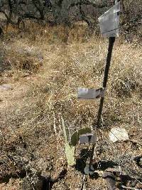 Opuntia engelmannii image