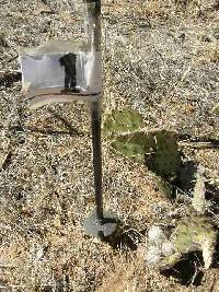 Mammillaria grahamii image
