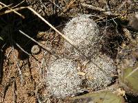 Mammillaria grahamii image