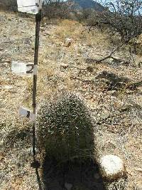 Ferocactus wislizeni image