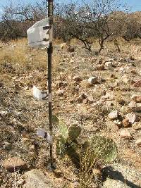 Opuntia engelmannii image