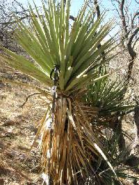 Yucca madrensis image