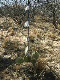 Opuntia engelmannii image