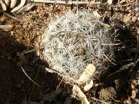 Mammillaria grahamii image