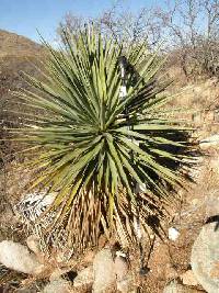 Yucca madrensis image