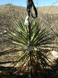 Yucca madrensis image