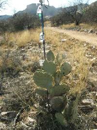Opuntia engelmannii image