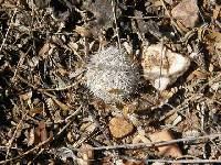 Mammillaria grahamii image