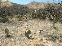 Opuntia engelmannii image