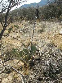 Opuntia engelmannii image