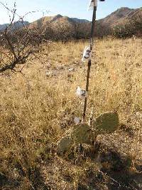 Opuntia engelmannii image