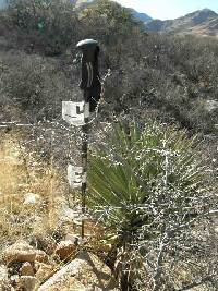 Yucca madrensis image