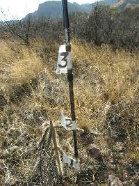 Cylindropuntia spinosior image