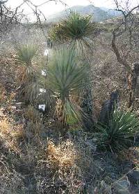 Yucca madrensis image