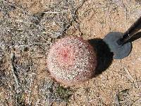 Echinocereus rigidissimus image