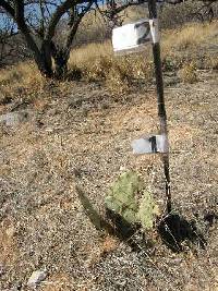 Opuntia engelmannii image