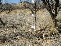 Cylindropuntia spinosior image