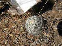 Mammillaria grahamii image