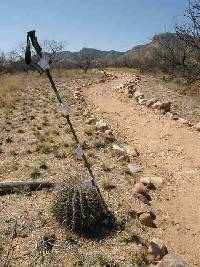 Ferocactus wislizeni image