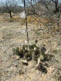 Opuntia engelmannii image