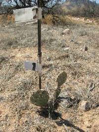 Opuntia engelmannii image