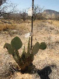 Opuntia engelmannii image