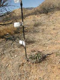 Ferocactus wislizeni image