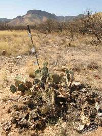 Opuntia engelmannii image